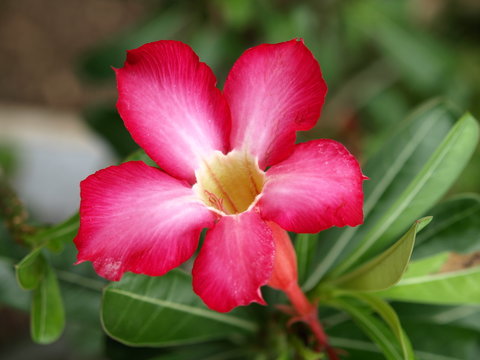 Fototapeta Red flower