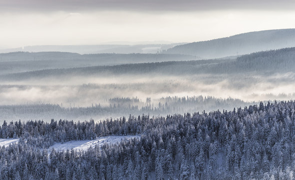 Germany, Saxony-Anhalt, Harz National Park, Coniferous forest and waft of mist in winter