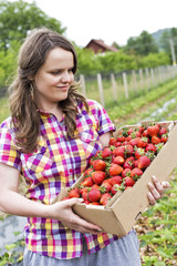 Young woman in strawberry field holding a cardboard box full wit