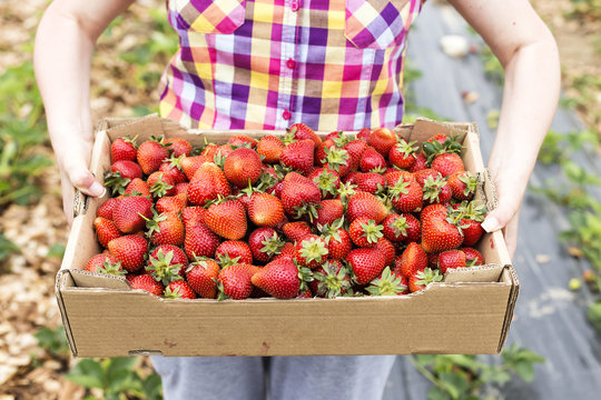 Closeup of carton box full with fresh red strawberries in hands