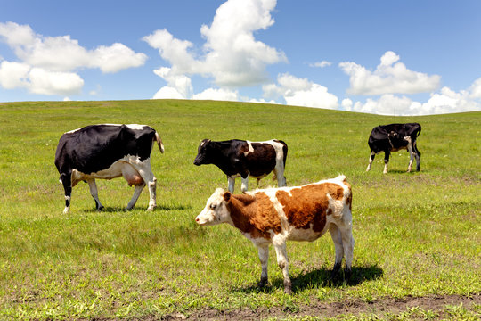 grazing cows in summer pasture