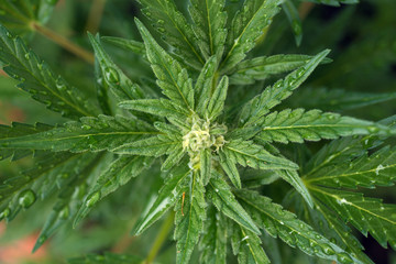 surface of young cannabis leafs