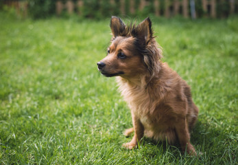 Mixed breed dog sitting on a meadow