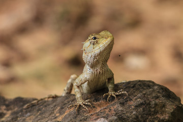 Green crested lizard