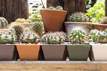 Various kinds of cactuses