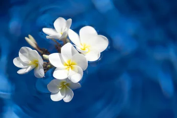 Photo sur Plexiglas Frangipanier fleurs de spa de frangipanier sur fond d& 39 eau brillante-4