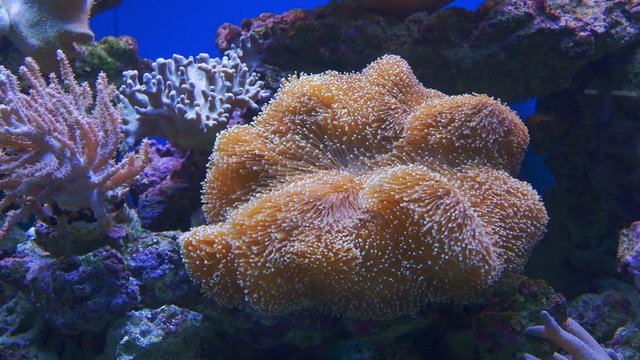 An Anemone on tropical coral reef.