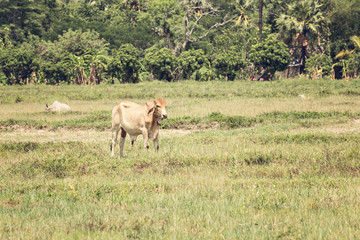 cows on meadow vintage style