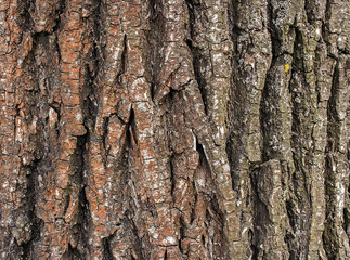 Tree bark texture