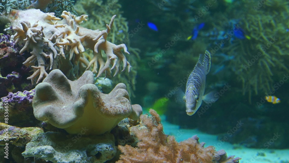 Wall mural Underwater video of tropical fish.