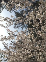 満開の桜