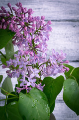 Lilac on background of wooden planks in rustic style