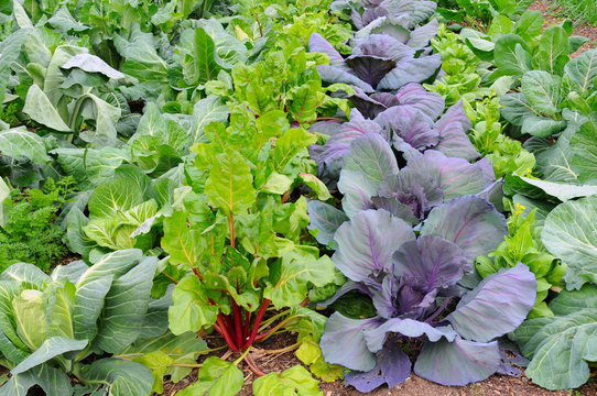 Winter Vegetable Garden