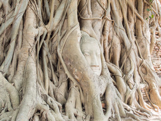 Buddha head in tree