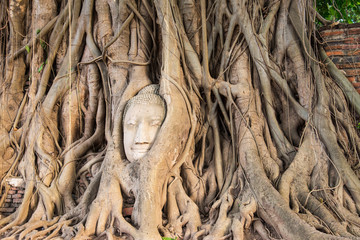 popular Buddha's head in tree