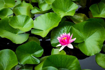 Water Lily Growing Out Of Pond Water Against Green Leaves