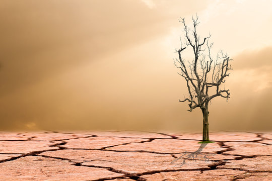 Global warming concept.dead tree on cracked desert landscape