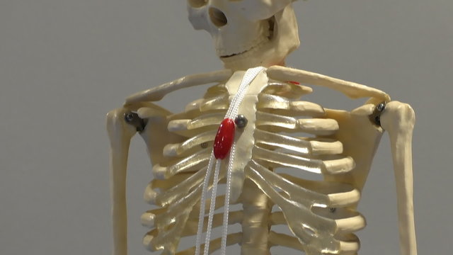Human body skeleton model tilt down, isolated on grey background.