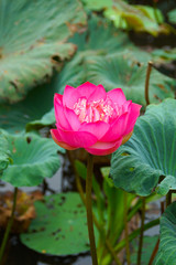 Pink Beautiful lotus flower. Buddhist religious symbol.