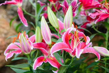 pink lily flowers in garden
