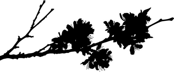 sakura single spring black branch silhouette with flowers
