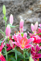 pink lily flowers in garden