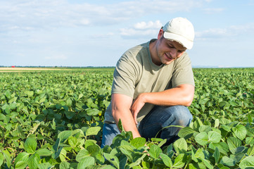 farmer in soybean fields © Dusan Kostic
