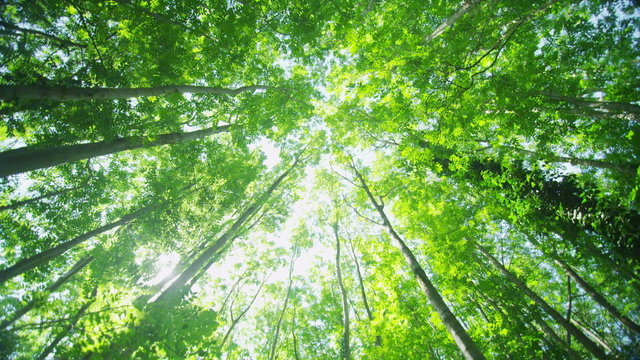 Camera tilts down from the trees above to reveal a forest path