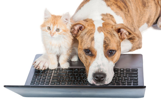 American staffordshire terrier dog with little red kitten in front of a laptop