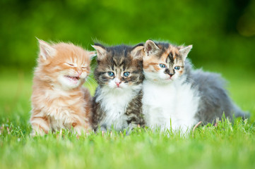 Naklejka na ściany i meble Three little kittens sitting on the lawn in summer