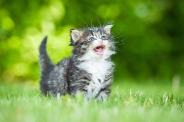 Naklejka na ściany i meble Little tabby kitten meowing outdoors in summer