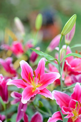 pink lily flowers in garden