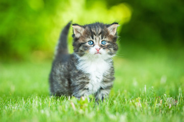 Naklejka na ściany i meble Little tabby kitten standing outdoors in summer