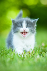 Plakat Little grey kitten meowing