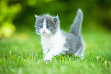 Naklejka na ściany i meble Little grey kitten with blue eyes walking outdoors