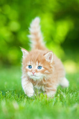 Naklejka na ściany i meble Little red kitten with blue eyes walking outdoors