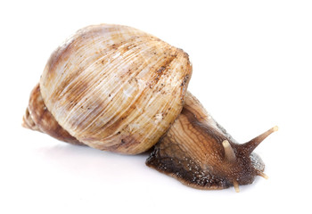 giant African snail