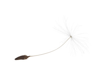 single isolated on white small dandelion seed