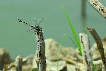 Dragonfly