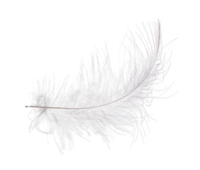 light gray curved feather on white background
