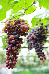 red grape vine in the yard, red grapes with green leaves on the vine ,Chiang mai , Thailand