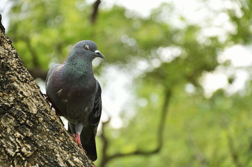 Pigeon on the tree