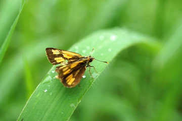 Fresh morning dew and butterfly (Family Hesperiidae (Skippers)).