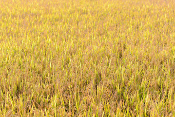 golden rice field background