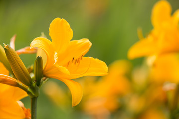 カンゾウ（トビシマカンゾウ）
