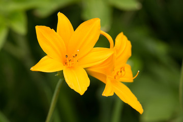 佐渡島のカンゾウ（トビシマカンゾウ）
