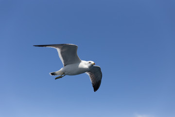 空を飛ぶうみねこ