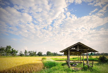 Fototapeta na wymiar hut in rice fields , Chaing Mai, Thailand