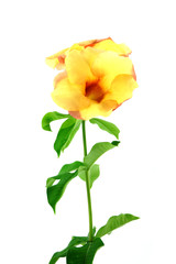 Allamanda or golden trumpet , beautiful yellow flower