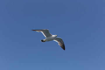 空を飛ぶうみねこ（1羽）